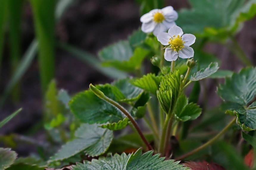 When to plant strawberries?