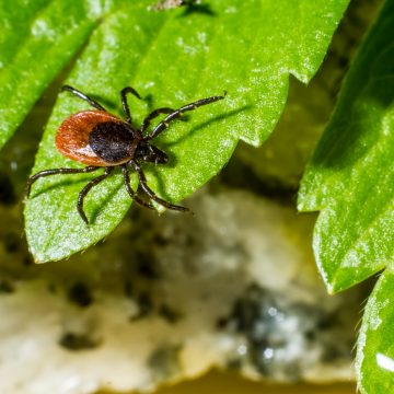 Ticks in dogs – how to get rid of them?