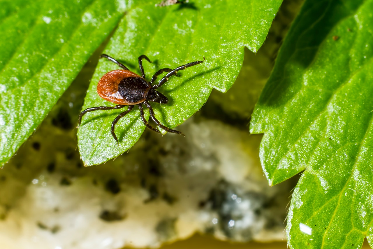 Ticks in dogs – how to get rid of them?