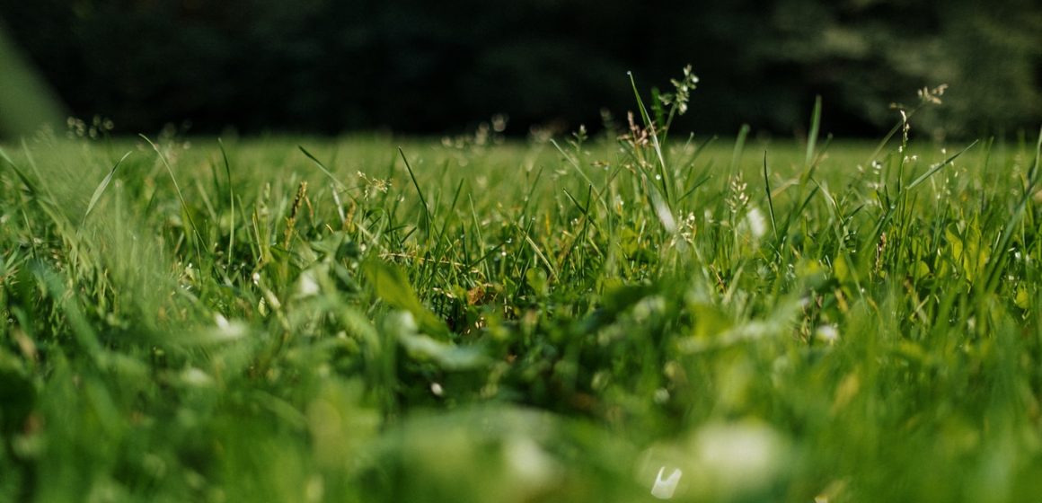 Grass roller. Do it yourself