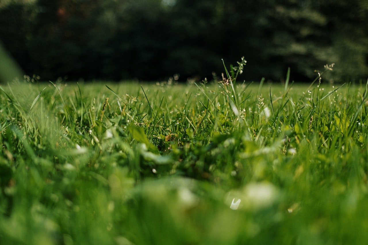 Grass roller. Do it yourself