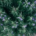 Rosemary in the kitchen. Cultivation, properties and uses