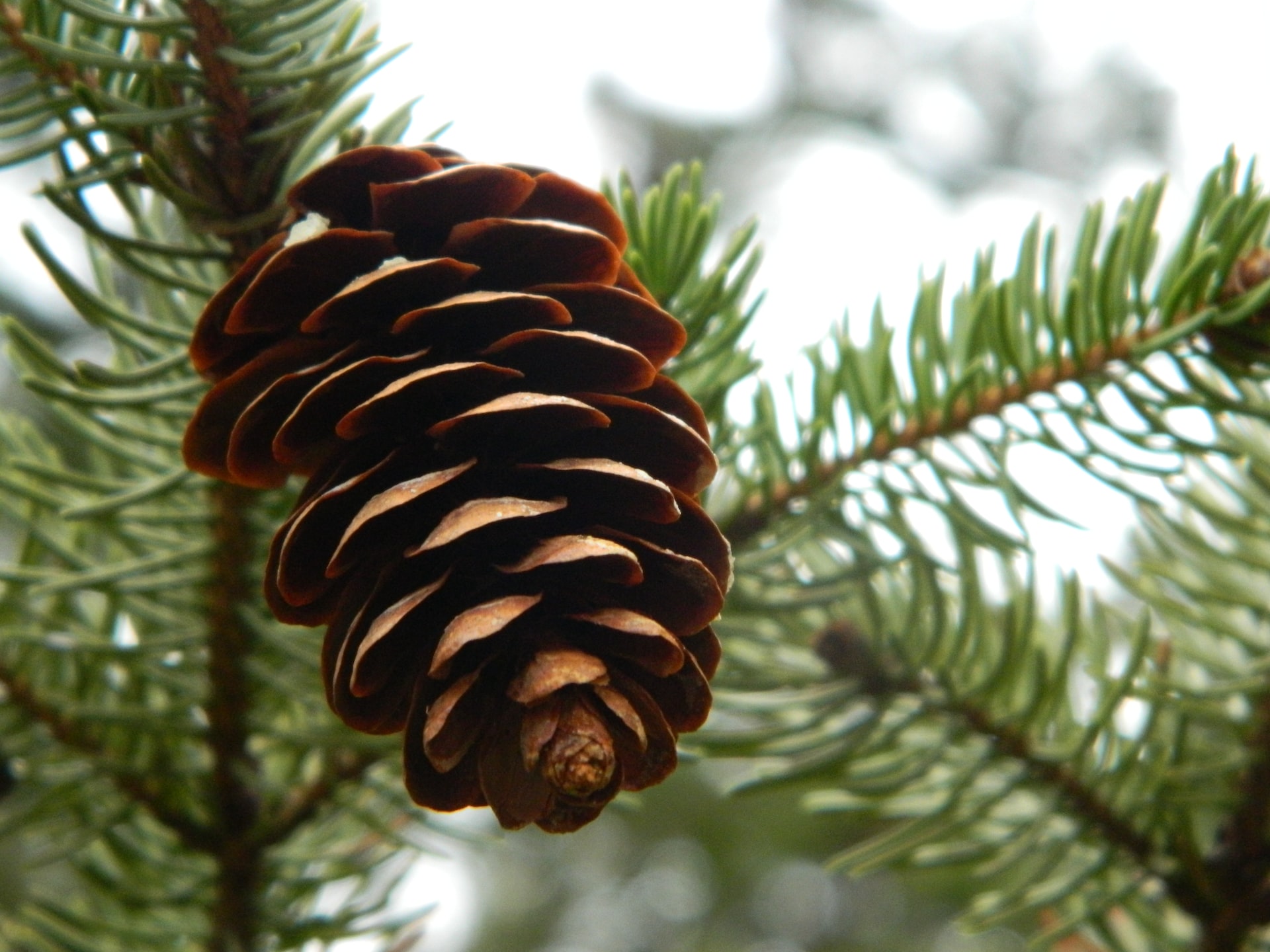 Conifers in the garden. Cultivation and care